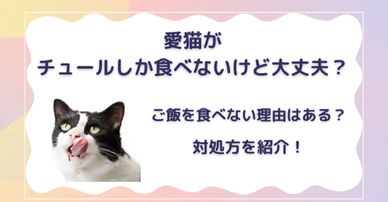 猫がチュールしかたべないけど大丈夫?