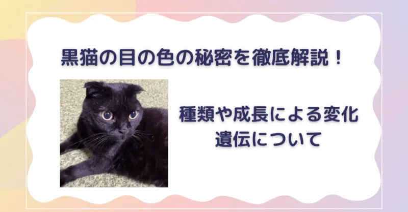 黒猫の目の色の秘密