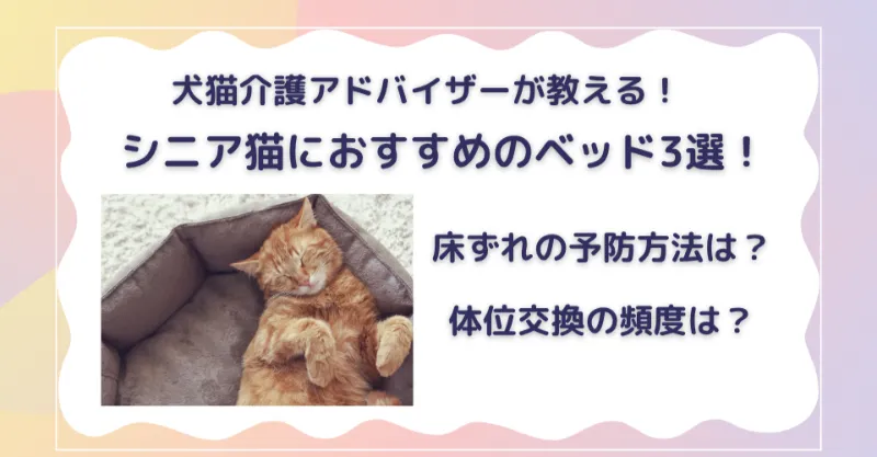 シニア猫におすすめのベッド3選！