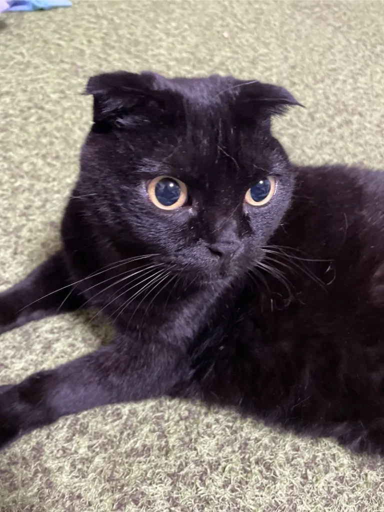 黒猫の目の色　アンバー