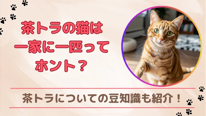 茶トラ猫　一家に一匹