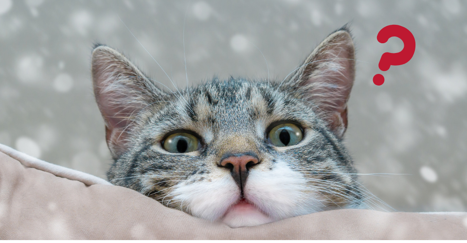 安いキャットフードに関するよくある質問