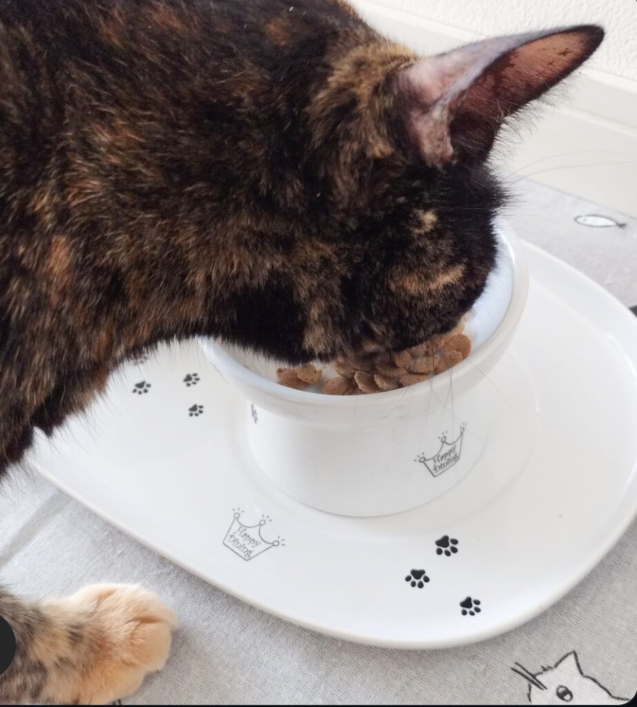 ねこひかり