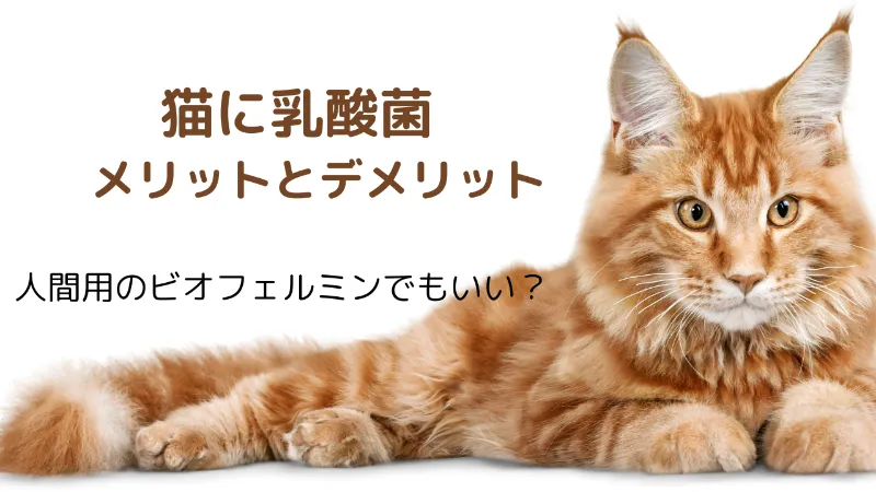 猫にビオフェルミンを与えるデメリット