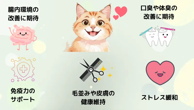 猫に乳酸菌をあげるメリット5つ
