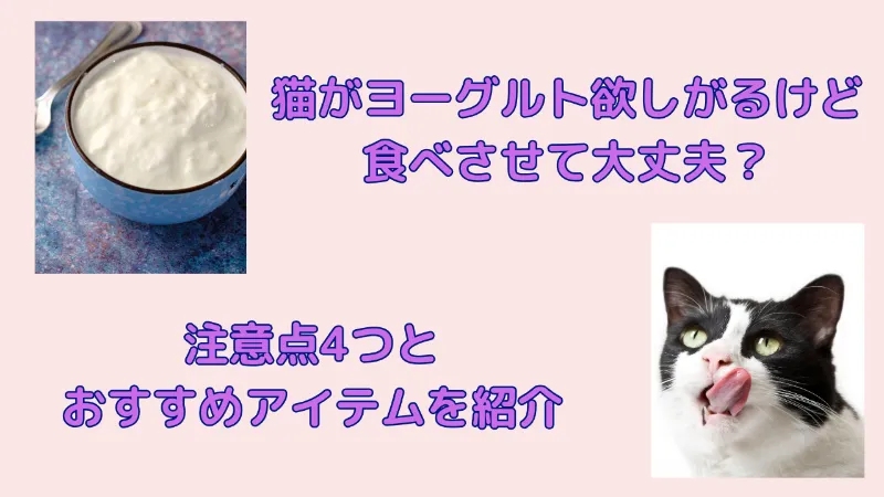 猫がヨーグルトを欲しがるけど大丈夫