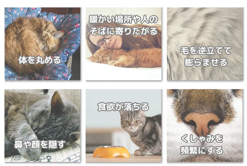 猫が寒いときに見せるサイン6つ