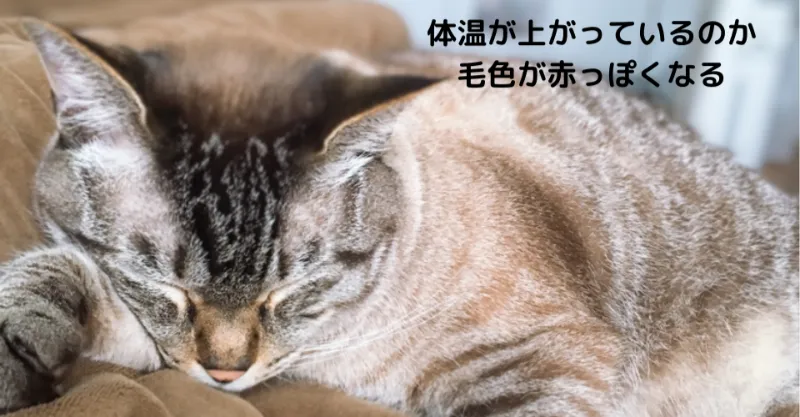 シャムトラ　毛の色が変わる