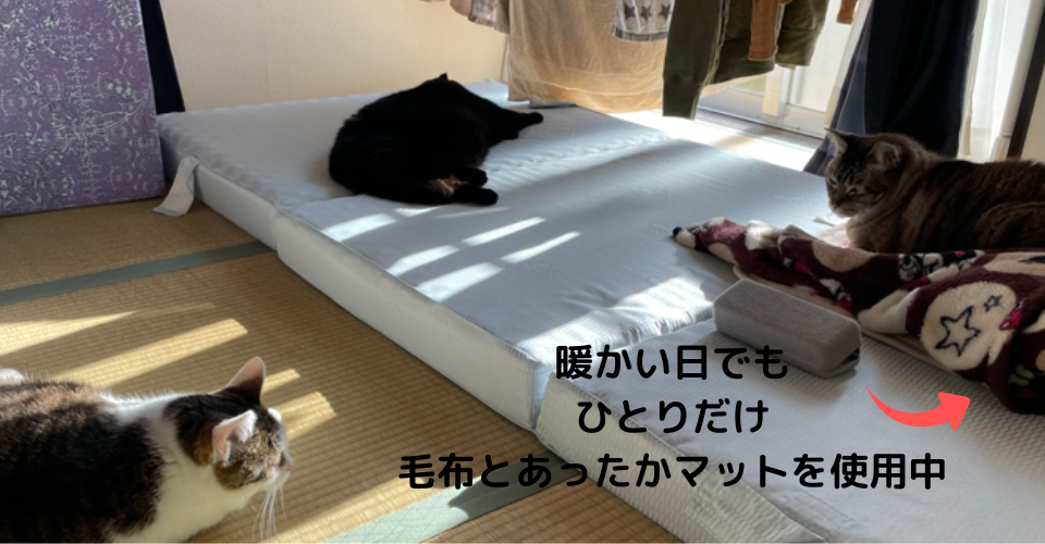 寒がりさんなので毛布や猫用ホカペを用意