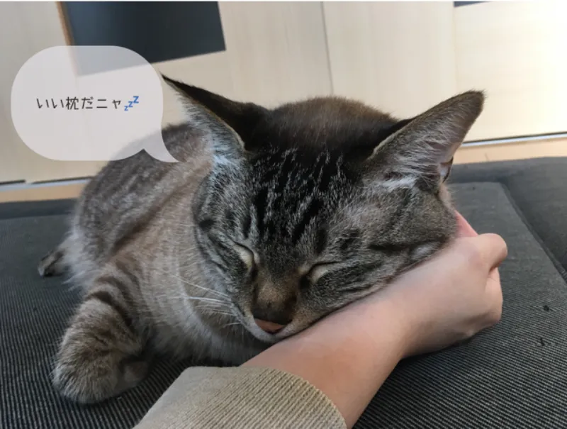 シャムトラ