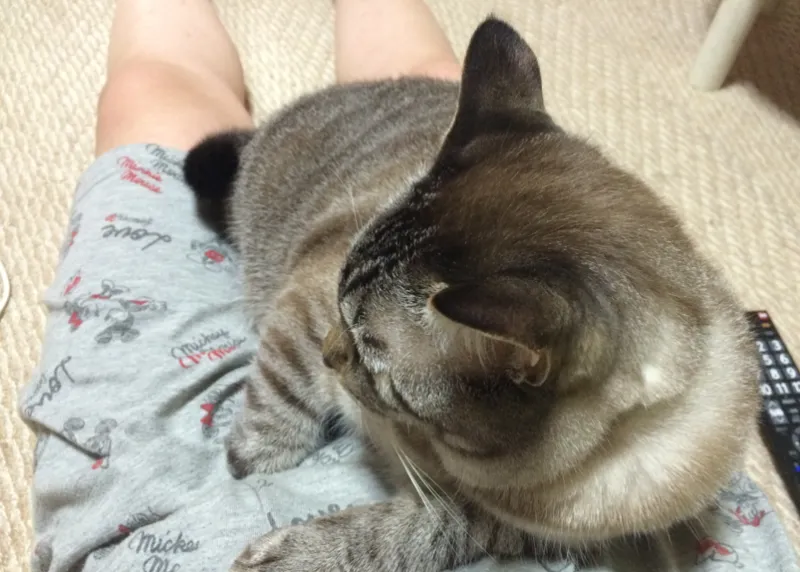 シャムトラは超がつくほどの甘えん坊な性格