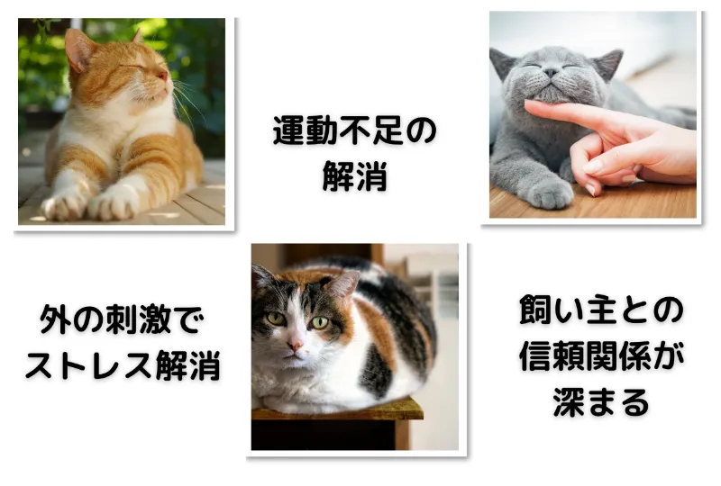 猫の散歩のメリット3つ