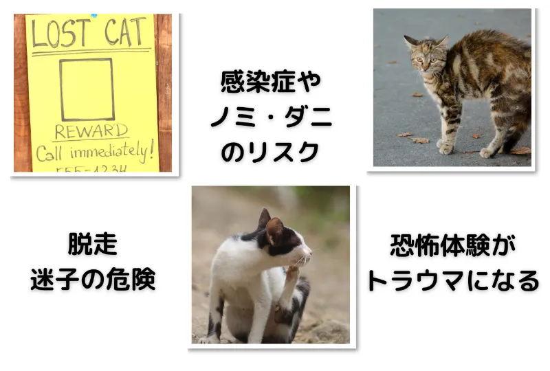 猫の散歩のデメリット3つ