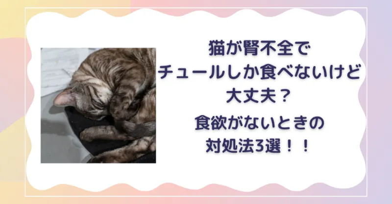 猫　腎不全　チュールしか食べない