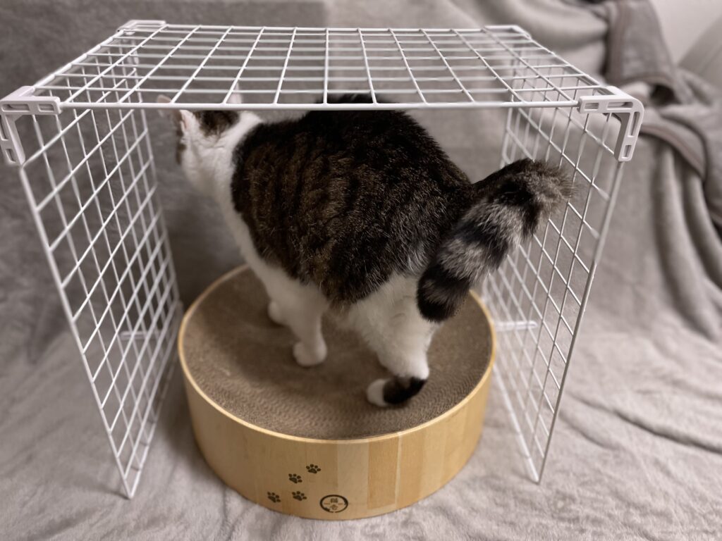 猫用こたつ　100均