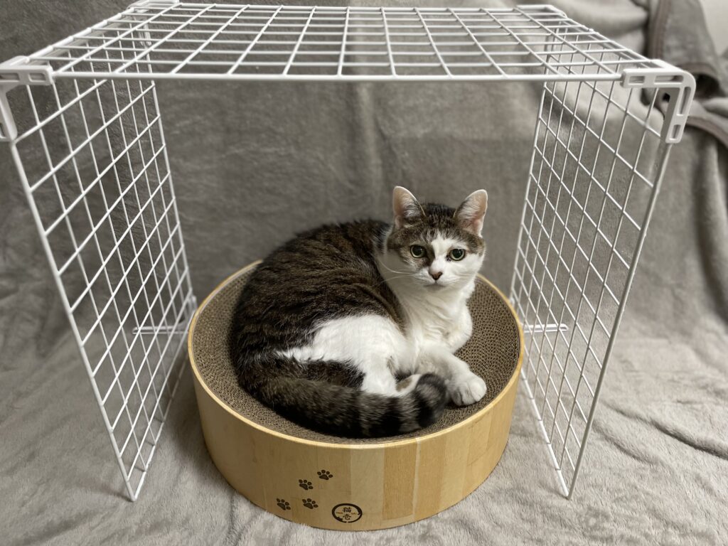 猫用こたつ　100均