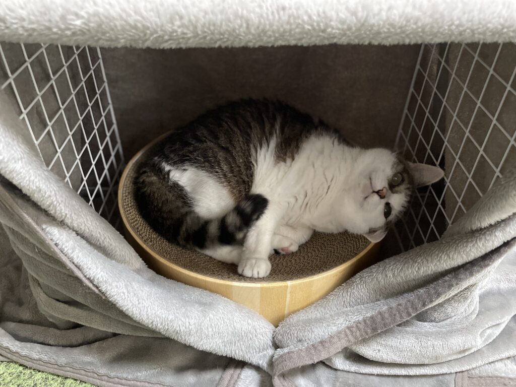 猫用こたつ　100均