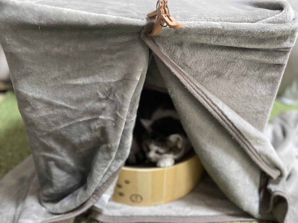 猫用こたつ　100均