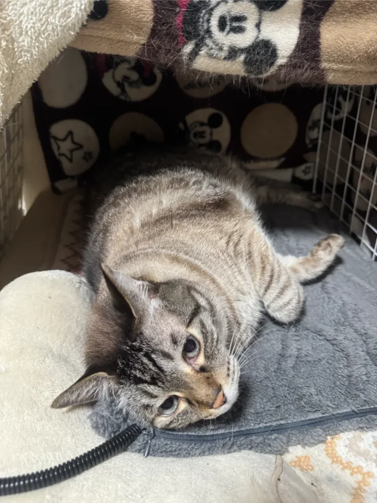 ホカペで寝る猫