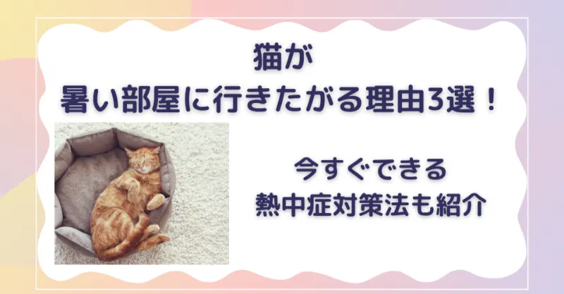 猫が暑い部屋に行く理由